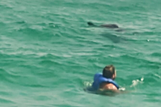 2 Hours Swim with the Dolphins in Panama City - Is $71 a Good Price?