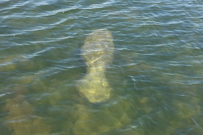 2 Hr Dolphin Melbourne, Merritt Island ,Cocoa Beach.1030 am - A two-hour wildlife trip on Melbourne’s waterways