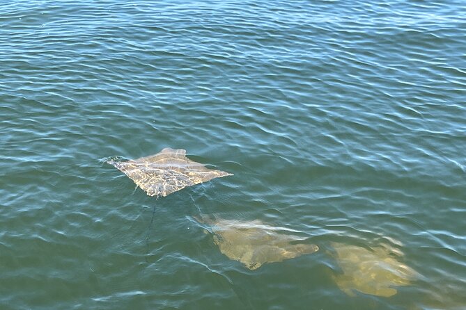 2 HR Dolphin Tour for 7 people - What the Fort Myers boat trip is really like