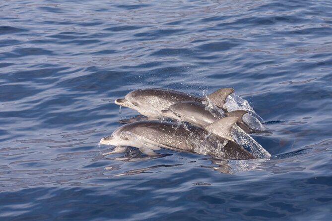 2 HR Dolphin Tour in North Myrtle Beach - What the two-hour boat ride is really like