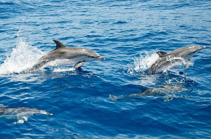 2 HR Dolphin Tour in North Myrtle Beach - Barrier islands, birds, and the open ocean