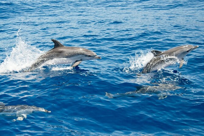 2 HR Dolphin Tour in North Myrtle Beach - Who will enjoy this tour most?