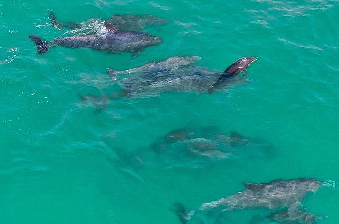 2 Passenger Jet Ski Dolphin Tour from Gilligan’s Watersports - What the $180 price really covers