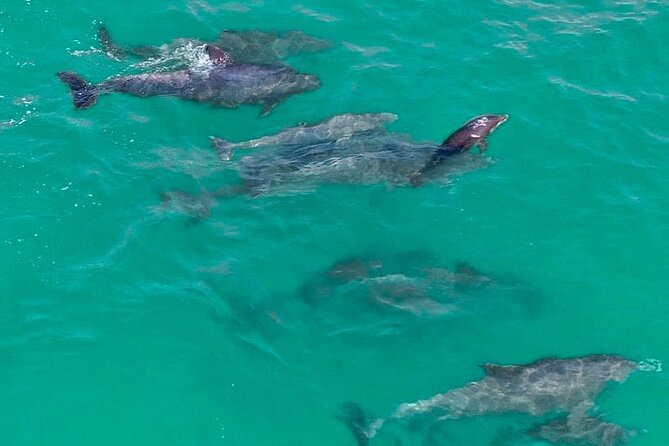 2 Passenger Jet Ski Dolphin Tour from Gilligan’s Watersports - Searching for dolphins in the Gulf