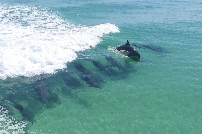 2-Stop Snorkeling and Dolphin Cruise from Destin - Key points to know before booking