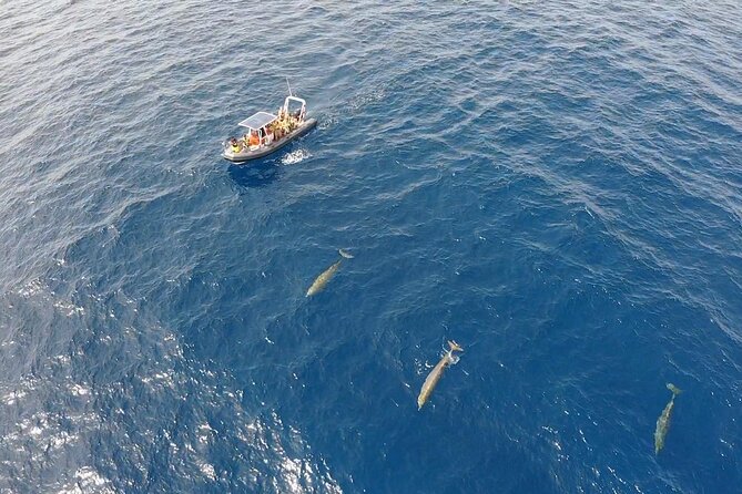 2h Dolphin and Whale Viewing + Snorkeling Tour - A 30-minute snorkeling stop