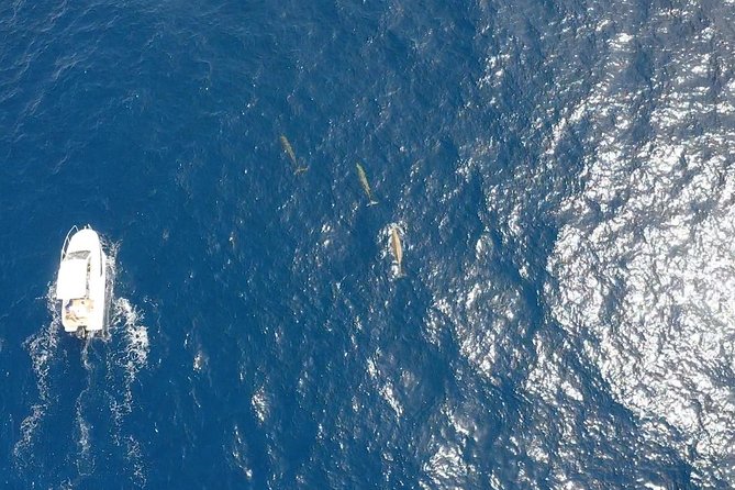 2h Dolphin and Whale Viewing + Snorkeling Tour - The return run along Morro Jable
