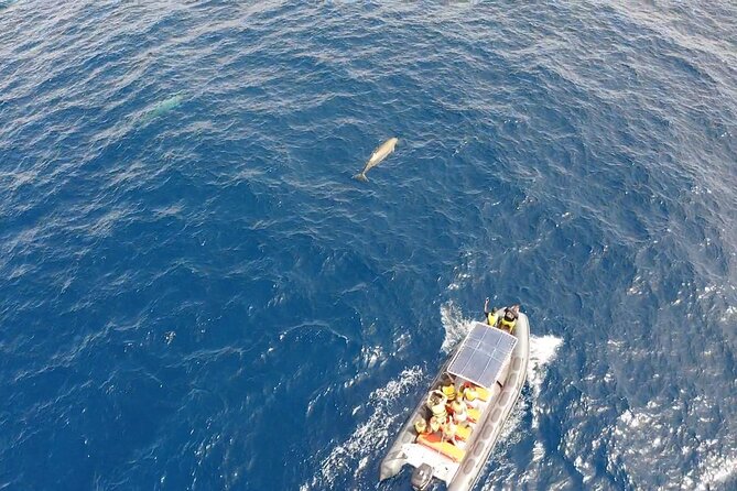2h Dolphin and Whale Viewing + Snorkeling Tour - Price, group size, and overall value