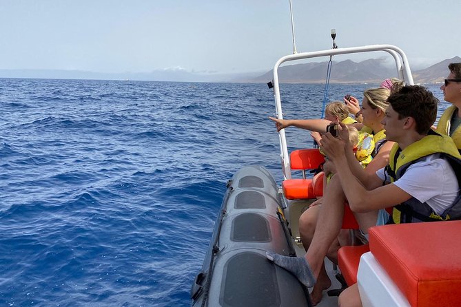 2h Dolphin and Whale Viewing + Snorkeling Tour - Searching for dolphins and whales