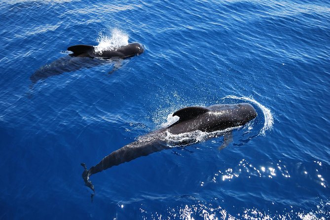 2h Viking Cruise Whales & Dolphins Watching - Leaving Los Cristianos Harbour for a Viking-style start