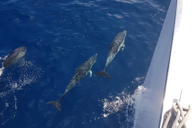 2hrs Dolphins Sunset Sailing Cruise With Drink - Setting sail from Puerto del Carmen’s Varadero harbour