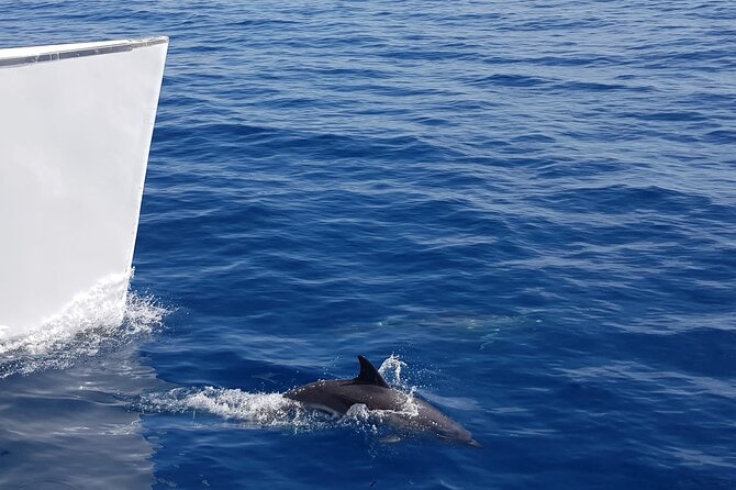 2hrs Dolphins Sunset Sailing Cruise With Drink - Sunset views from the water