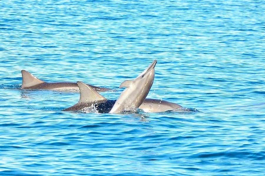 3-Day Private Tour of Mauritius with Optional Dolphin Swim - Day Three: volcanoes, sacred water, and Chamarel