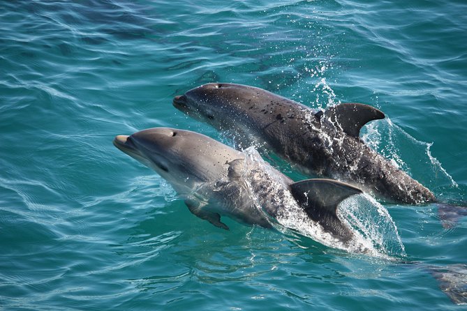 3-Hour Dolphin and Seal Sightseeing Cruise, operated with swim tour passengers - Key points to know before you book