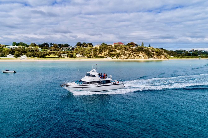 3-Hour Dolphin and Seal Sightseeing Cruise, operated with swim tour passengers - Setting out from Sorrento on Port Phillip Bay