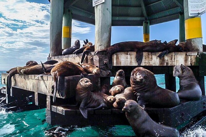 3-Hour Dolphin and Seal Sightseeing Cruise, operated with swim tour passengers - What the $78.90 price gives you
