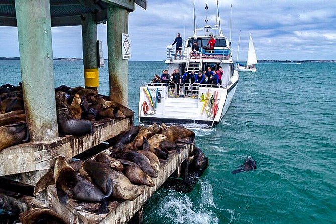3-Hour Dolphin and Seal Sightseeing Cruise, operated with swim tour passengers - Australian fur seals at close range