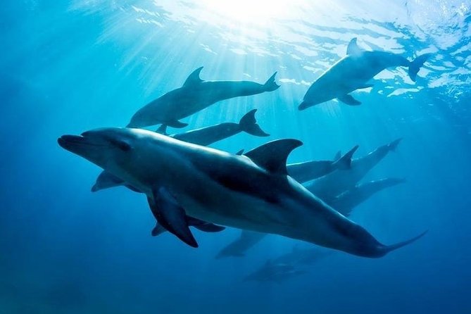 3 hour Dolphin and Seal Swim (NOV-APR) - Key points at a glance