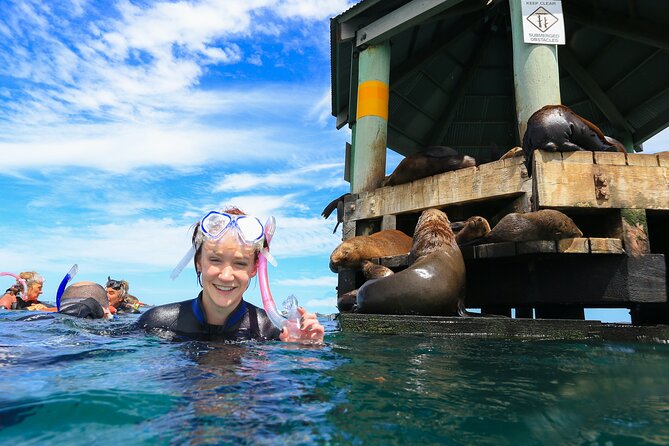 3 hour Dolphin and Seal Swim (NOV-APR) - Starting at Sorrento Pier and settling aboard Moonraker