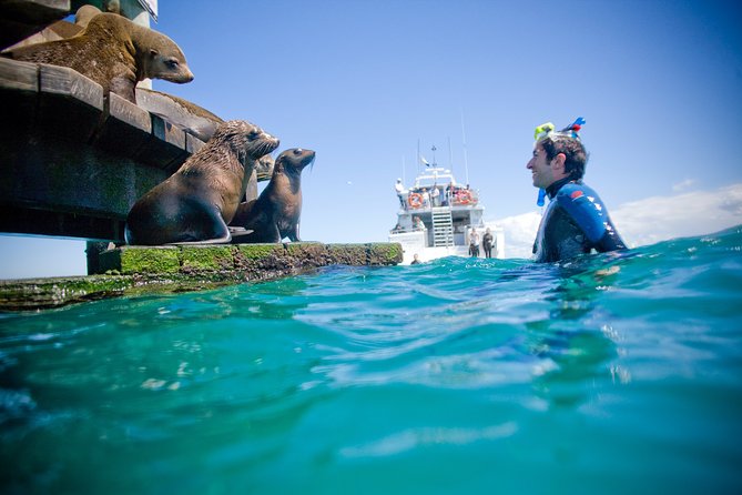 3 hour Dolphin and Seal Swim (NOV-APR) - Lunch, cake, and a useful break onboard