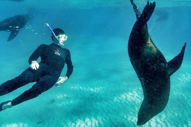 3 hour Dolphin and Seal Swim (NOV-APR) - How the three-hour schedule feels