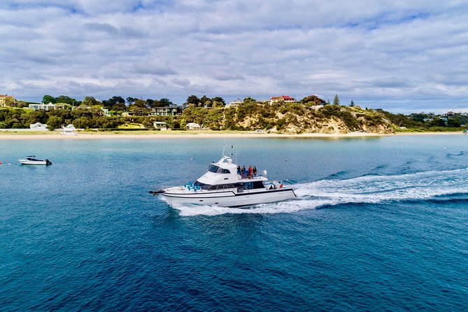 3 hour Dolphin and Seal Swim (NOV-APR) - Price and what you receive for $150.62