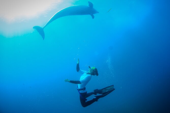 3 hour Dolphin and Seal Swim (NOV-APR) - Who will enjoy this most
