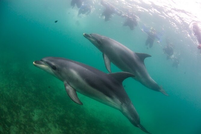 3 hour Dolphin and Seal Swim (NOV-APR) - Booking, weather, and cancellation details