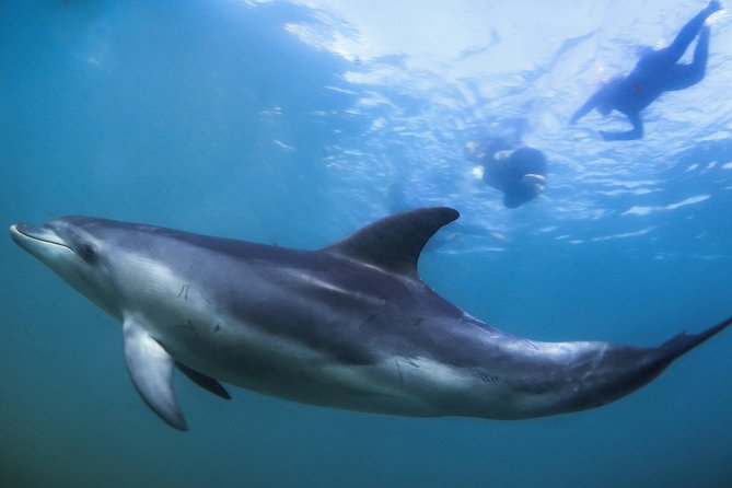 3 hour Dolphin and Seal Swim (NOV-APR) - First stop: shallow water at Chinaman’s Hat