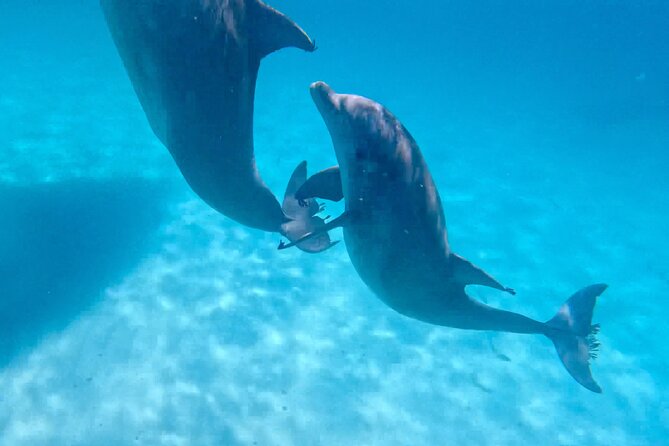 3 Hour Dolphin Tour and Snorkeling in Shell Island - Meeting Captain Alex, Rob, Ashley, or Jamie