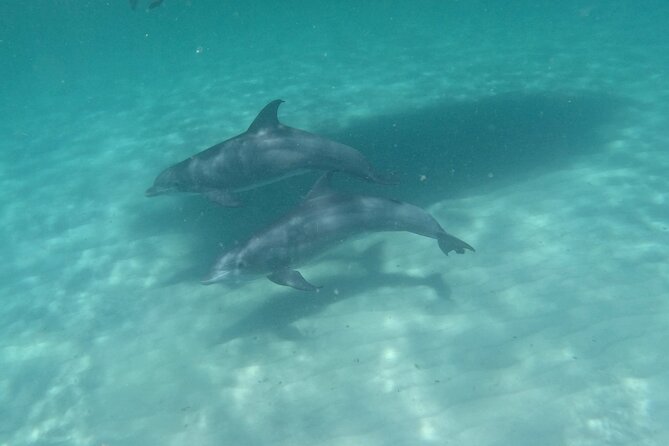 3 Hour Dolphin Tour and Snorkeling in Shell Island - Is $400 good value for your group?