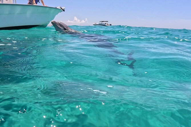3 Hour Dolphin Tour and Snorkeling in Shell Island - Weather, cancellations, and comfort
