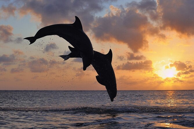 3-Hour Dolphin watching at sunset with aperitif - Quick take: what makes this trip special