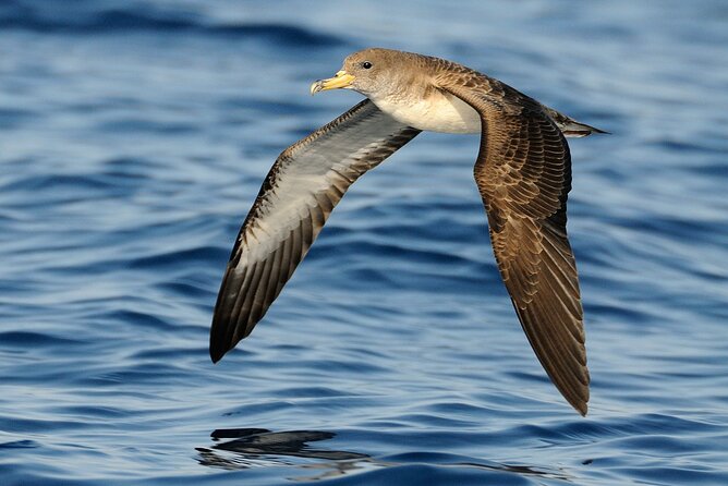 3-Hour Dolphin watching at sunset with aperitif - The Tabaccara sunset and the evening light
