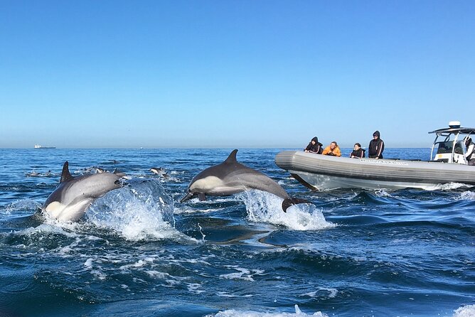 3-Hour Guided Whale and Dolphin Watching Experience in San Diego - The ride is part of the attraction