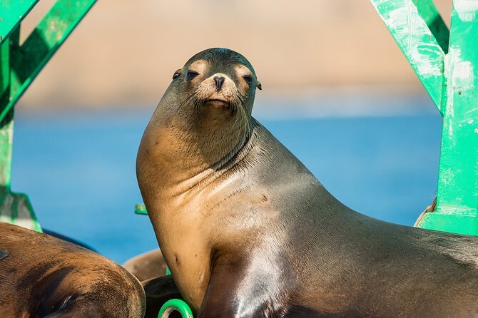 3-Hour Guided Whale and Dolphin Watching Experience in San Diego - Dolphins can steal the whole morning