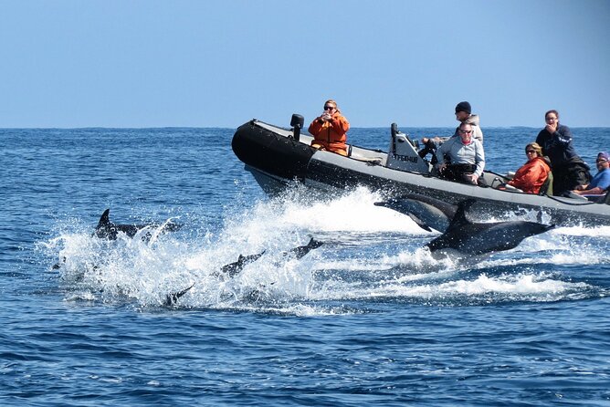 3-Hour Guided Whale and Dolphin Watching Experience in San Diego - Sea lions and the smaller surprises