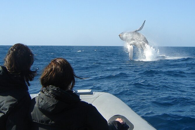 3-Hour Guided Whale and Dolphin Watching Experience in San Diego - Guides who add science and good judgment