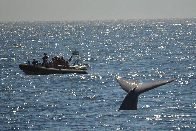 3-Hour Guided Whale and Dolphin Watching Experience in San Diego - Is $149 a fair price?