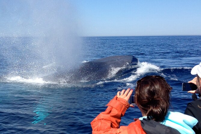 3-Hour Guided Whale and Dolphin Watching Experience in San Diego - Who will enjoy this trip most?