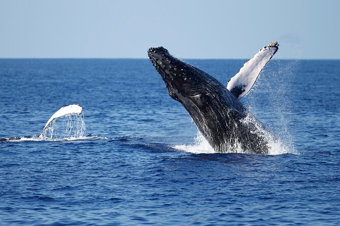 3-Hour Guided Whale and Dolphin Watching Experience in San Diego - Searching for gray whales offshore