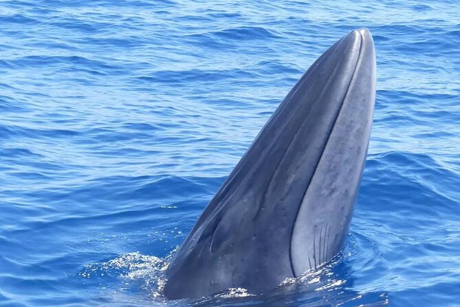 3-Hour Private Tour with Whale and Dolphin Watching - Setting out from Los Gigantes Marina