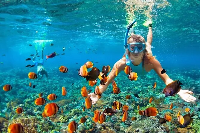 3 Hour Snorkeling and Dolphin Watching Experience in Muscat - What a three-hour outing feels like