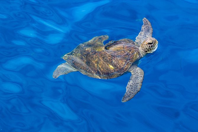 3 Hours All Inclusive Whale and Dolphin Whatching Yacht Trip - How long three hours feels