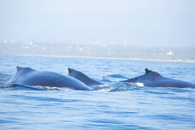 3-Hours Dolphin and Turtle Watching in Puerto Escondido - Key points to know before booking