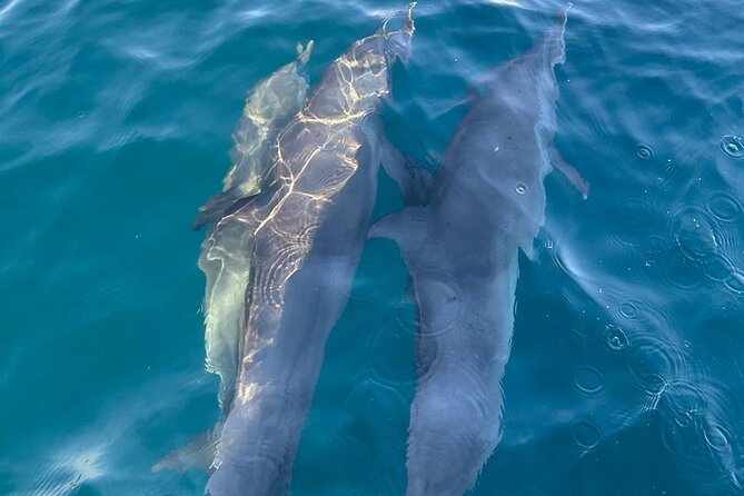 3-Hours Dolphin and Turtle Watching in Puerto Escondido - A sunrise start from Playa Zicatela