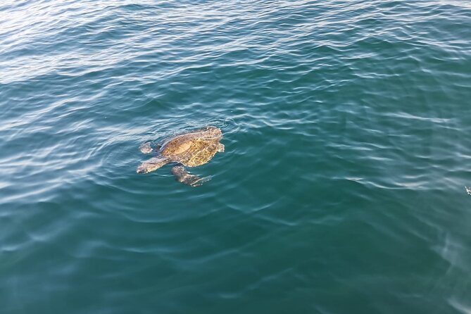 3-Hours Dolphin and Turtle Watching in Puerto Escondido - Sea turtles, manta rays, and more