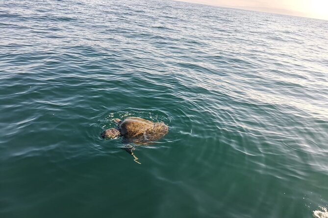 3-Hours Dolphin and Turtle Watching in Puerto Escondido - What the $61.28 price really covers