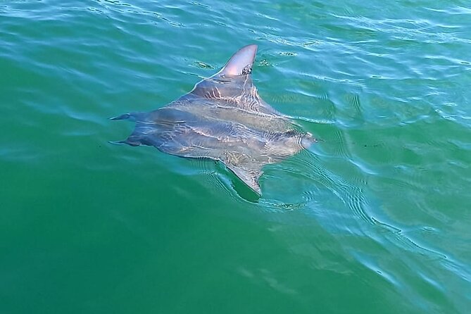3-Hours Dolphin and Turtle Watching in Puerto Escondido - Who will enjoy this Puerto Escondido boat trip