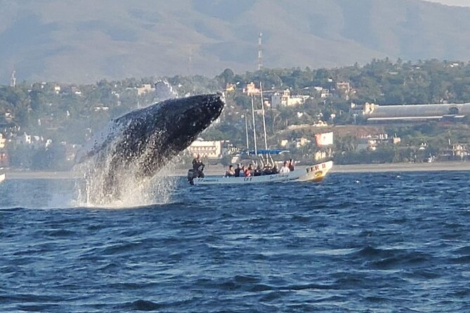 3-Hours Dolphin and Turtle Watching in Puerto Escondido - Looking for dolphins in their natural habitat